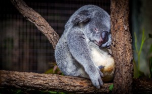 animals, wildlife, zoo, primate, australium, sleepy, koala, marsupial, cute