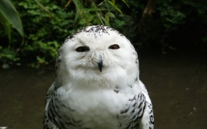 birds, wildlife, beak, owl, feathers, bird of prey, eyes, snowy owl, animals