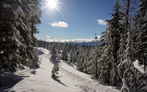 winter, landscape, nature, trees, forest, snow, mountains, sunny