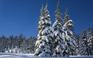 winter, landscape, nature, trees, forest, snow, blue sky, clear sky, sunny