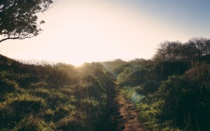landscape, trees, nature, path, grass, sky, sunny, sunrise, sunset, field, meadow, sunlight, morning, hill, dawn, dusk, evening, rural area