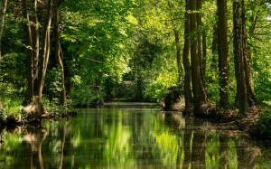 trees, water, landscape, wood, forest, grove, woodland, reflection, creek, spring, rainforest, nature