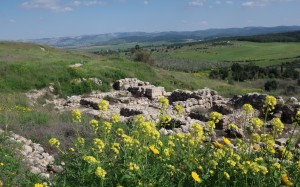 blooming, mustard, flowers, tel gezer, landscape, nature, summer, ruins, ancient, history