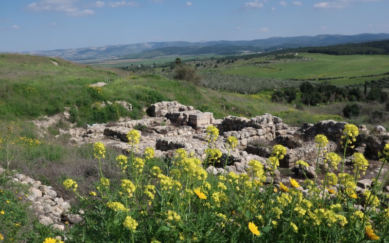 blooming, mustard, flowers, tel gezer, landscape, nature, summer, ruins, ancient, history