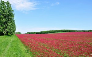 зеленый, красный, синий, сельское хозяйство, цветы, небо, день, природа, поле, пейзаж, трава, луг, горизонт, прерия, весна, урожай, мак