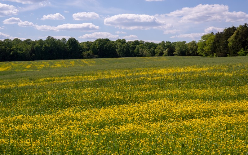 field, yellow, flowers, sunny day, forest, meadow, spring, landscape, nature
