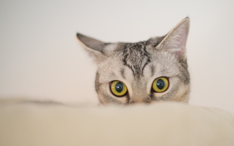 pets, animals, cats, eyes, ears, watching