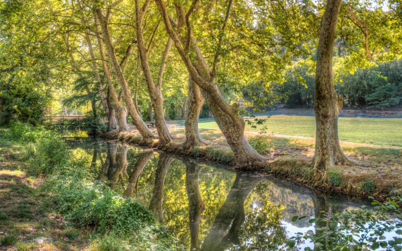 landscape, nature, trees, river, creek, bushes