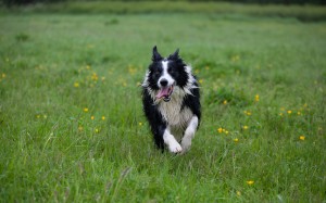 running, sheepdog, border collie, dogs, grass, meadow, animals, pets